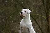 DOGUE ARGENTIN 487